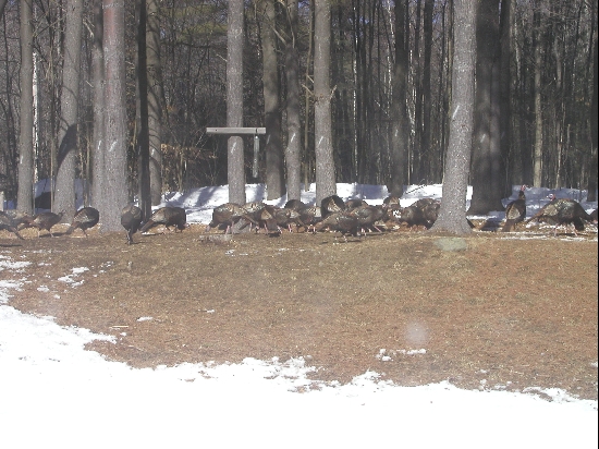 My mother, bless her, feeds everything that comes to her house.  Even the turkeys.  We counted over 60 of them in the back year, scratching and bickering over the seed that she scattered out there.