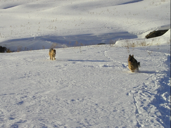 Happy dogs, romping in the snow.  We had a good year for snow during the early parts of 2004.  Mother Nature skipped the usual January thaw so the snow was 3+ feet deep on parts of the reservoir.  Fortunately the crust supported the dogs most of the time and I have snowshoes.