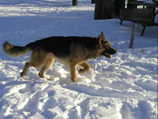 Oskar, our male German Sheperd, out playing in the snow.  He's a long-hair so he's perfectly comfortable out there for a lot longer than I am.  He's always ready to go for a walk, no matter what the weather is.

<p>On a side note, the AKC considers the long hair to be a fault, so you'll never see them in the show ring.  Idiotic rule.