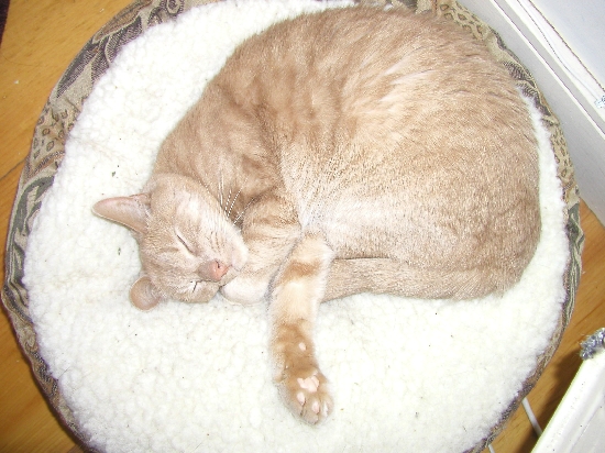 Henry, one of our cats.  Some folks wish for the life of a dog, frankly I'd rather live like a housecat.
