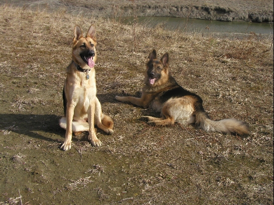 Our German Sheperds, Gaia and Oskar.