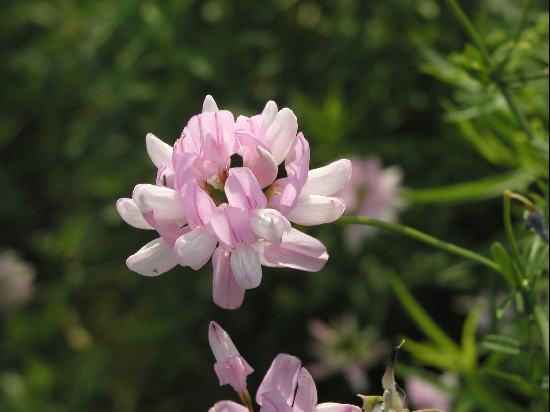 A wildflower at the Waterbury Reservoir.  One of these days, I should figure out what it's called.