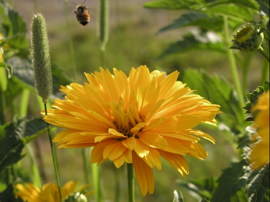 A honey bee flying off after tending to a flower.  <p>I'd love to keep bees one of these days.  I love the honey and it's facinating watching them.